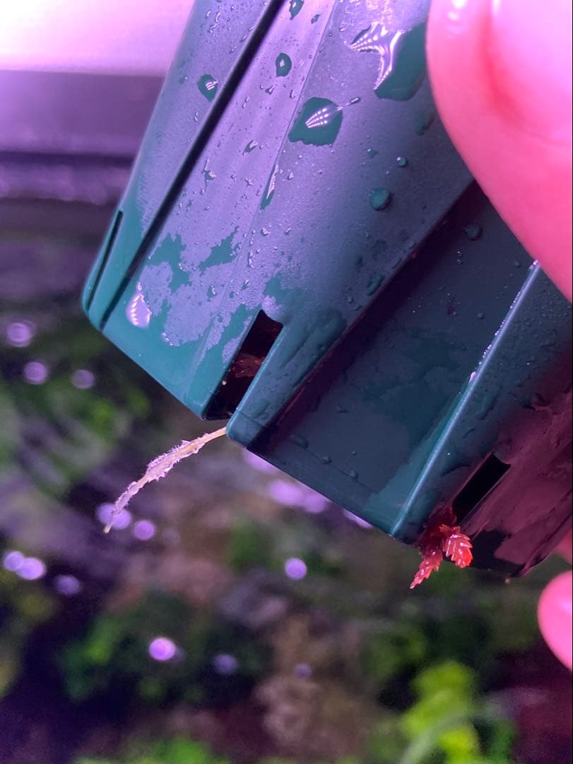 【ヤーマン様確認用】ブセファランドラ sp, ピンクバリエガータ 水上葉