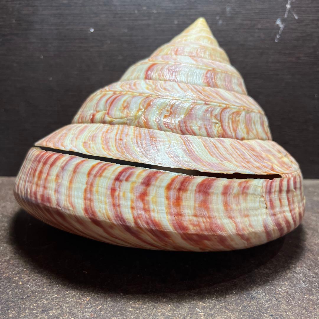 チ*ウ様 ラスト1点　激レア　美品　東シナ海産　リュウグウオキナエビス