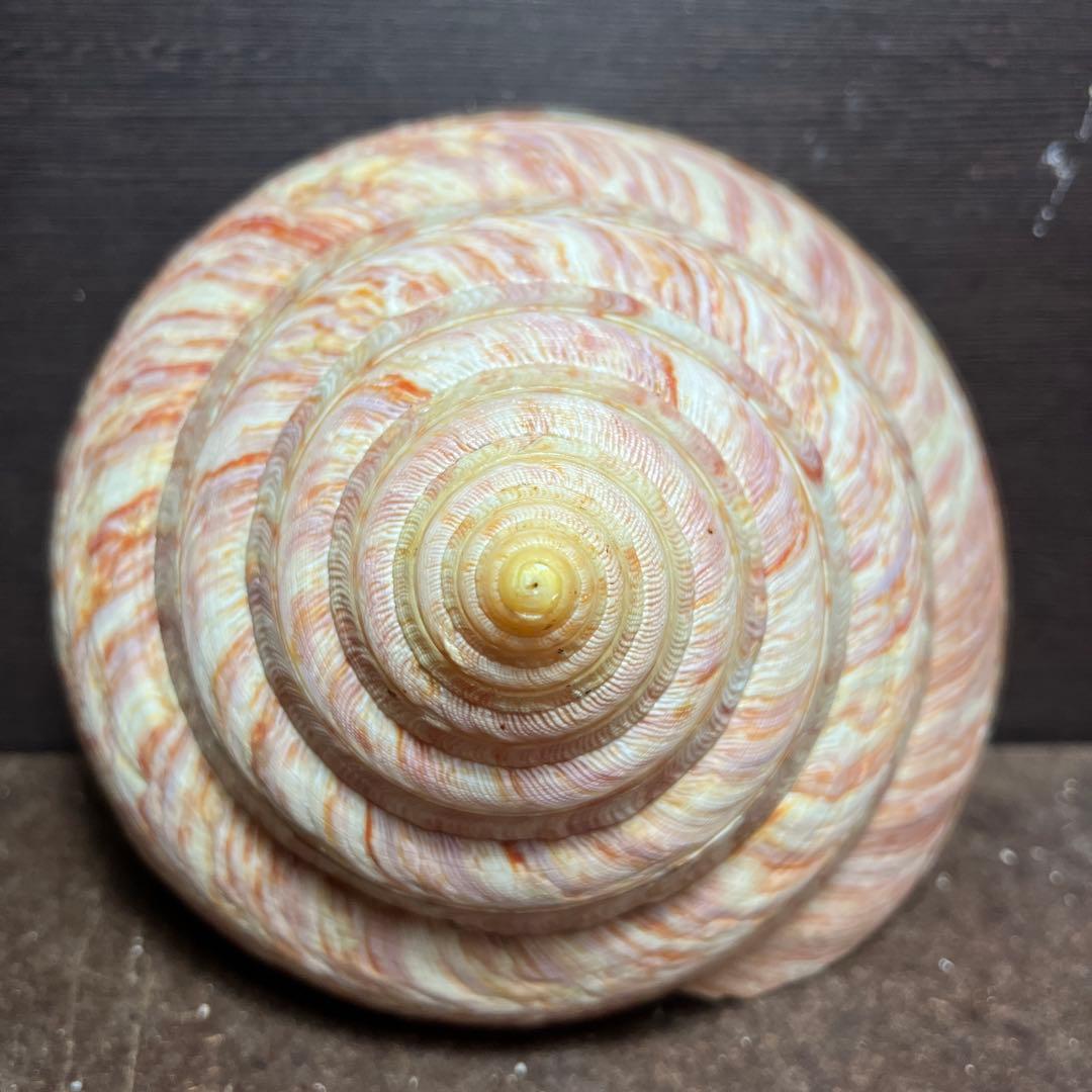 チ*ウ様 ラスト1点　激レア　美品　東シナ海産　リュウグウオキナエビス