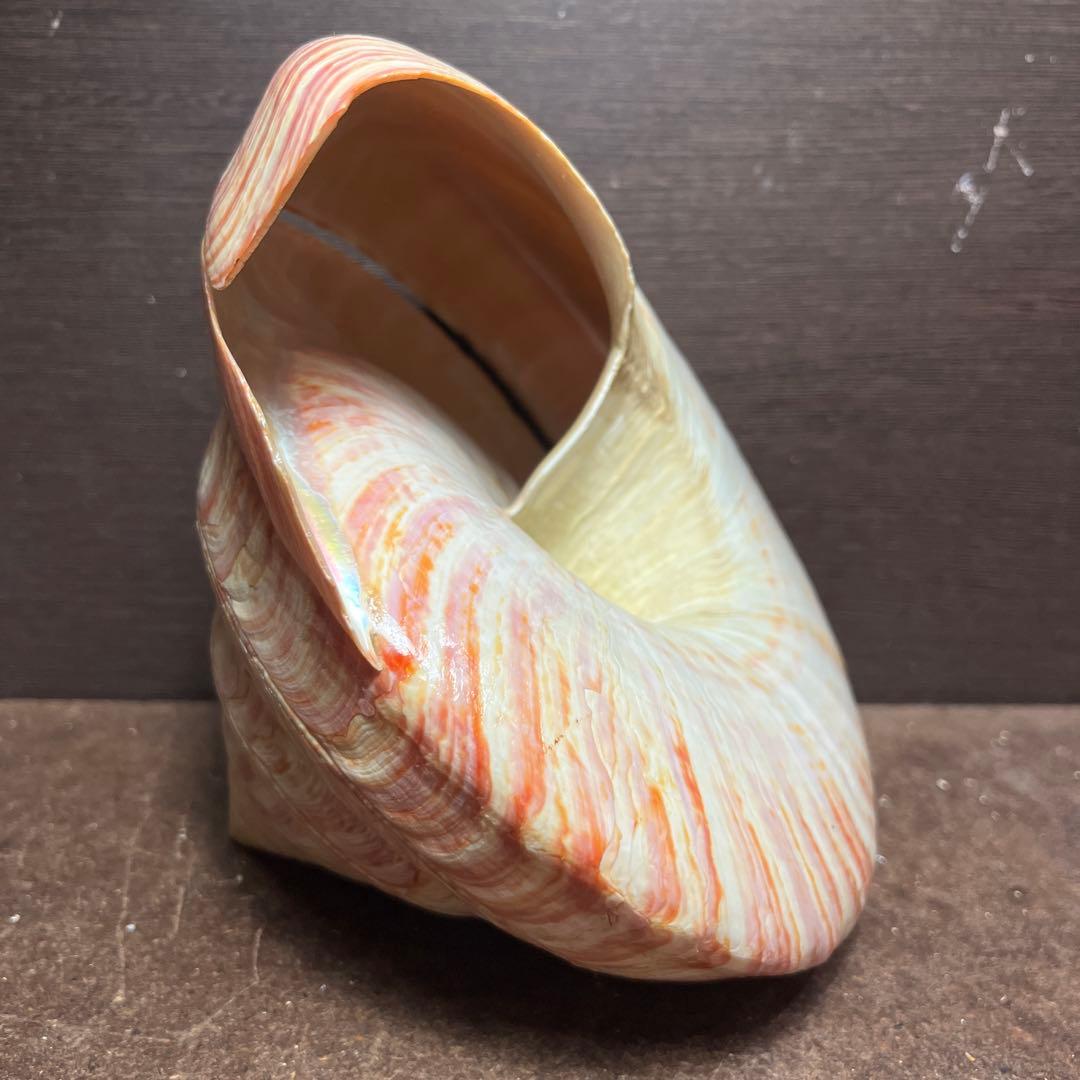 チ*ウ様 ラスト1点　激レア　美品　東シナ海産　リュウグウオキナエビス