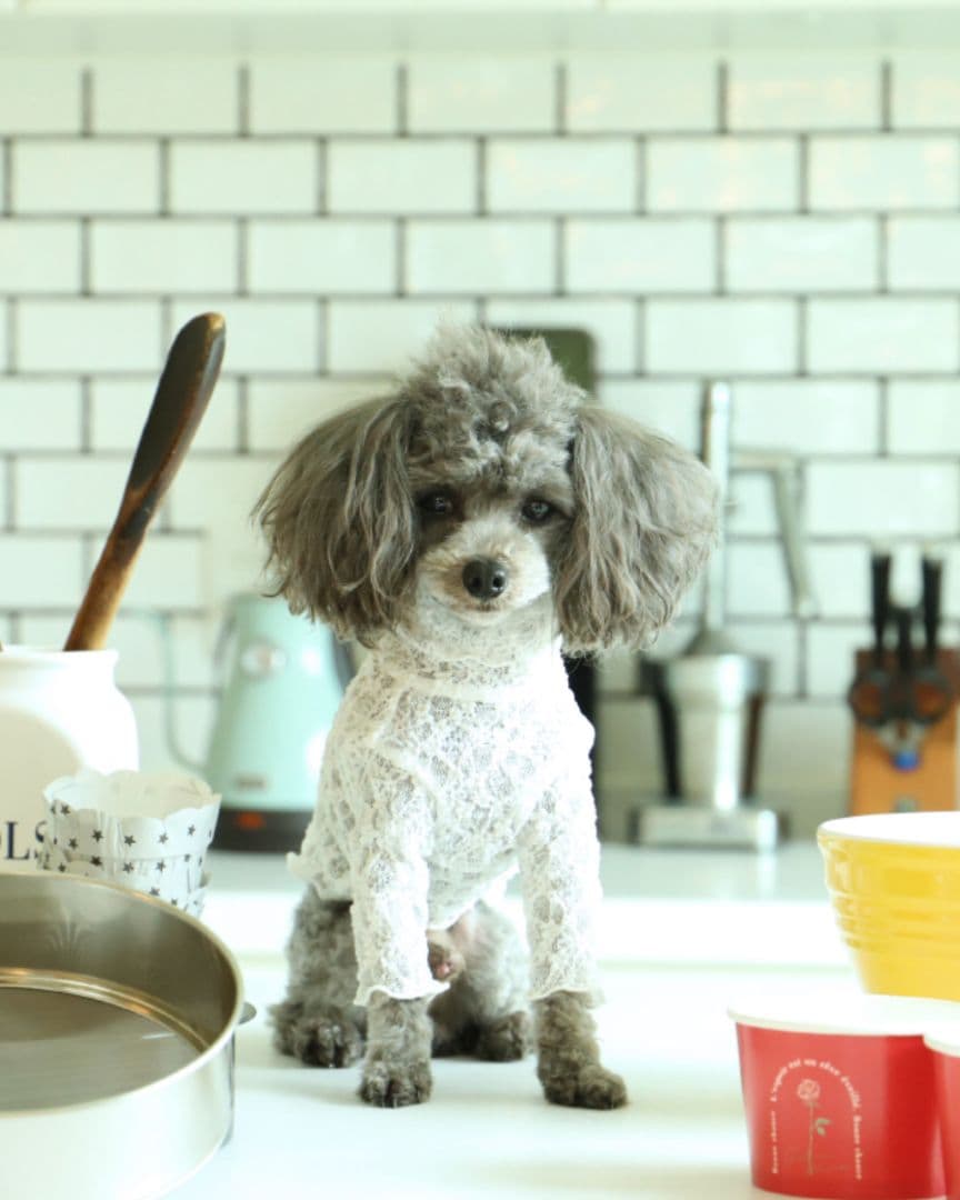 とらやです アトリエgg トップス2枚