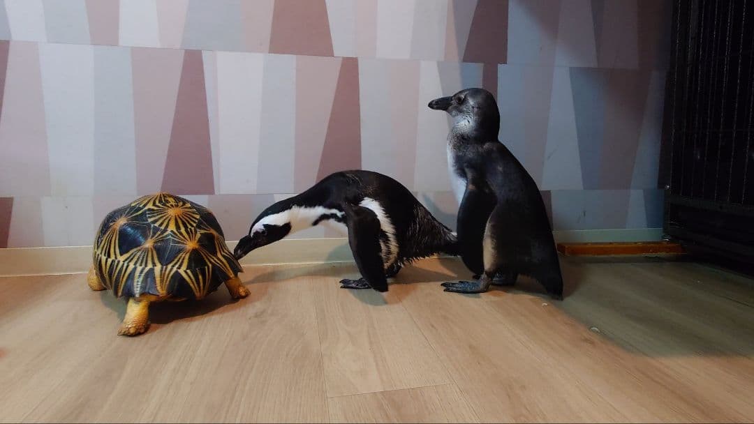 ケープペンギンの爪