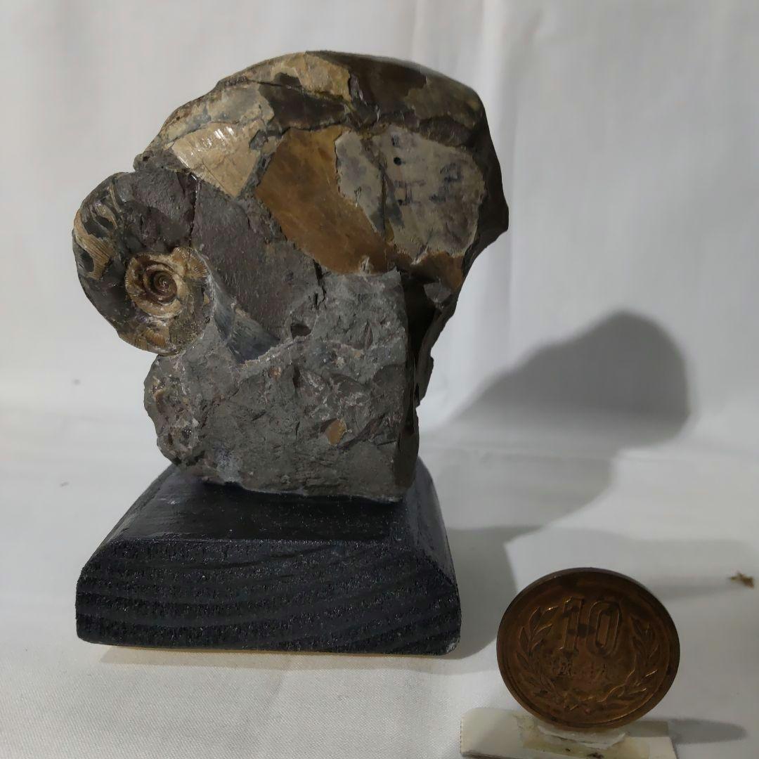 2026 年新春　北海道アンモナイト化石 の福箱 ＋知識資料4点　その2