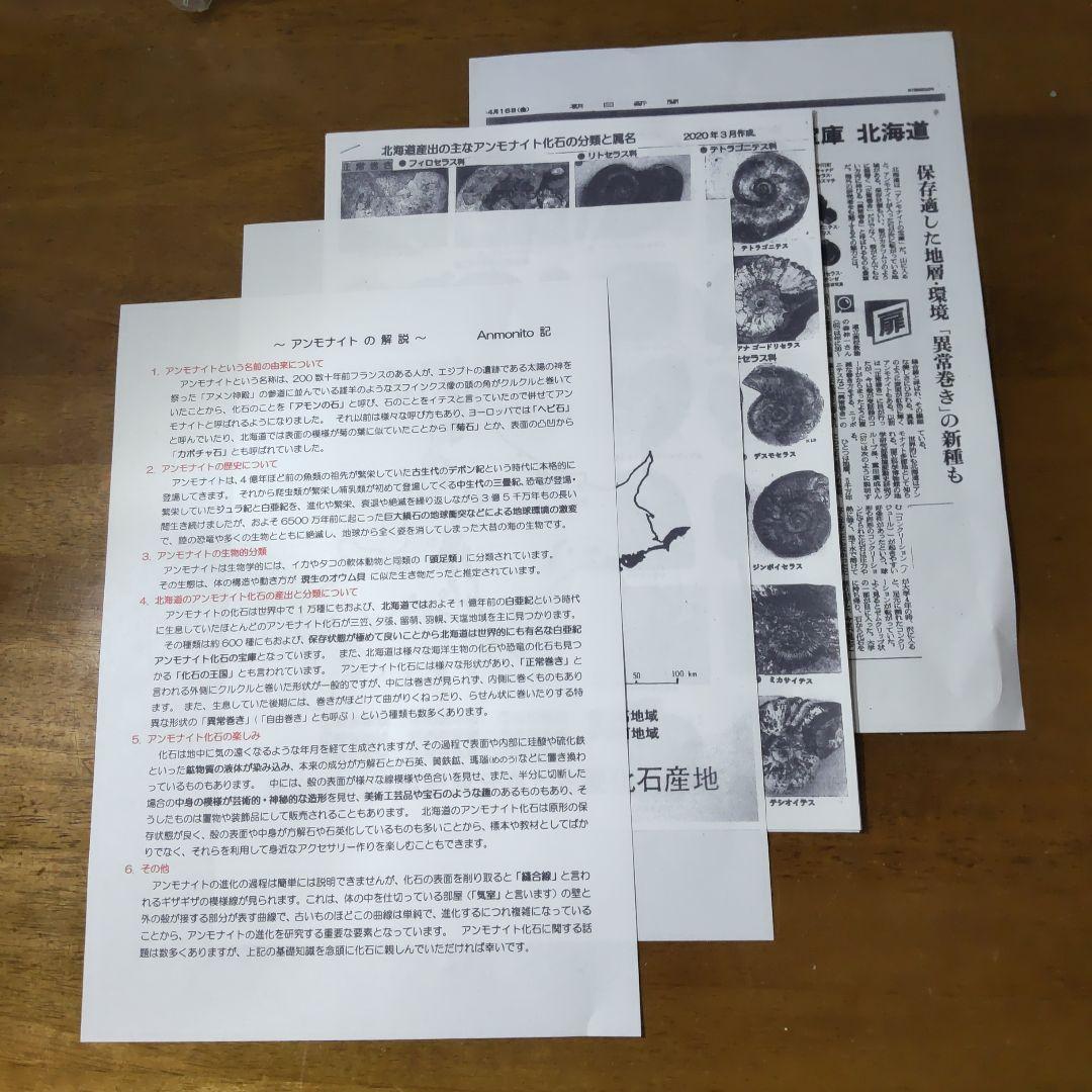 2026 年新春　北海道アンモナイト化石 の福箱 ＋知識資料4点　その2