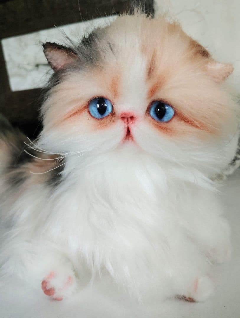 ハート模様❤子猫のドロップちゃん❤エキゾチック♡アートドール♡ぬいぐるみ♡