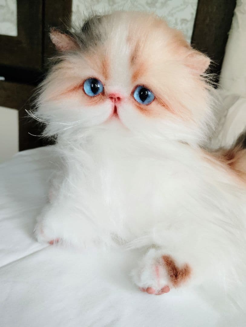 ハート模様❤子猫のドロップちゃん❤エキゾチック♡アートドール♡ぬいぐるみ♡