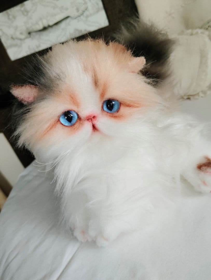 ハート模様❤子猫のドロップちゃん❤エキゾチック♡アートドール♡ぬいぐるみ♡