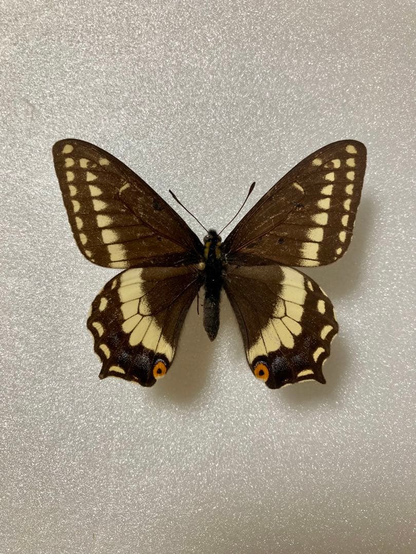 【2頭ペア】パピリオ・インドラ・インドラ（モンタナ州/アメリカ）