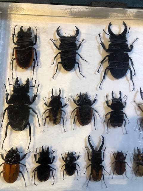 クワガタ標本