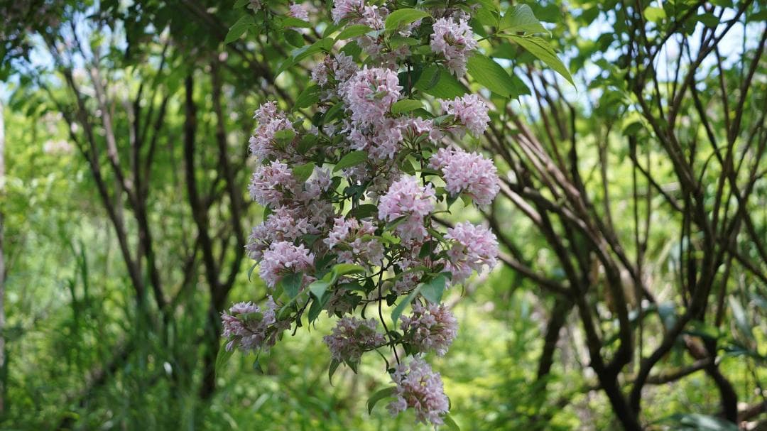 【中古・良品】MS-OPTICS LUMITAR 50mm f3.5 LM