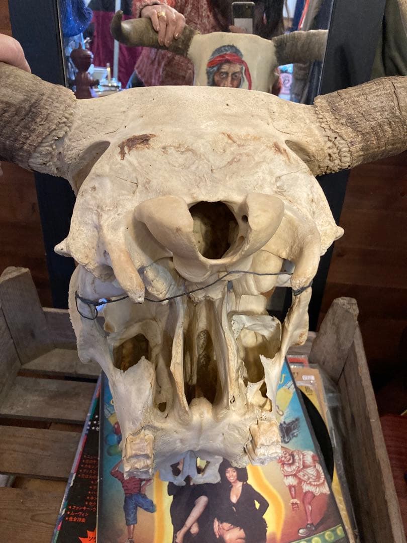 牛の頭骨 インディアン肖像画 1984年制作