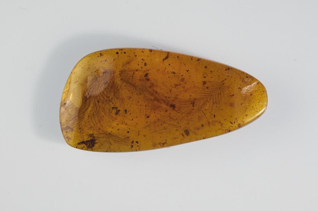 レア極上品 PA0050虫入り琥珀化石　ミャンマーカムティかタナイ9900万年前