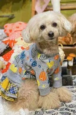 カボチャチャ＋パッチネオンスカート　アズノゥアズデワンasknowasdewan