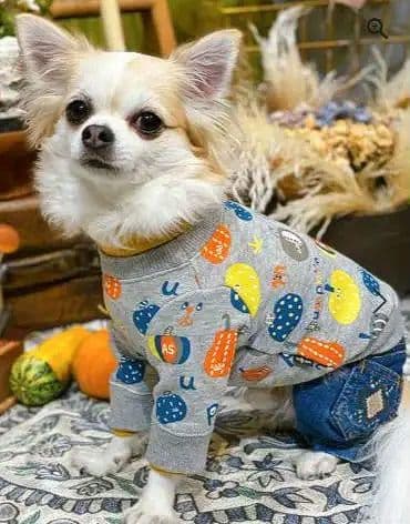 カボチャチャ＋パッチネオンスカート　アズノゥアズデワンasknowasdewan