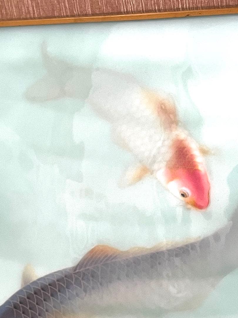 【価格交渉大歓迎】安藤造 七宝 双鯉図 陶額 共箱