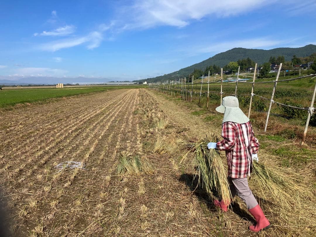 【R7年10月2日刈取り】無農薬稲わら 【有機栽培約14kg】岩手県一関市発