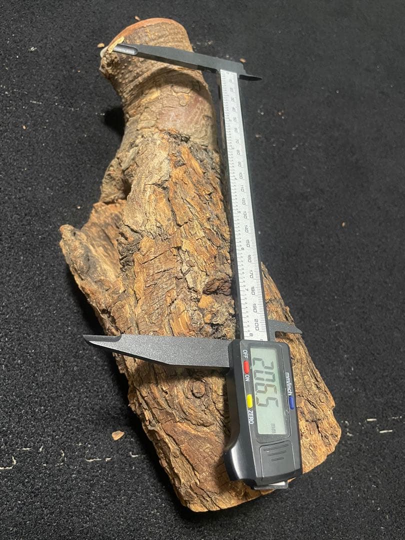 【激レア】　非売品　森兵衛　天然　シェルター