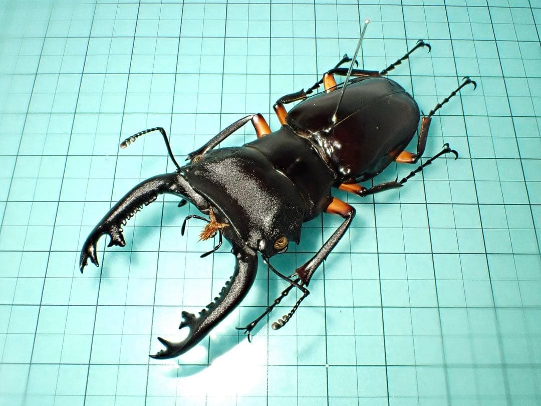 【標本】インペリアリスツヤクワガタ　パラワン島産　69.1ミリ　野外品