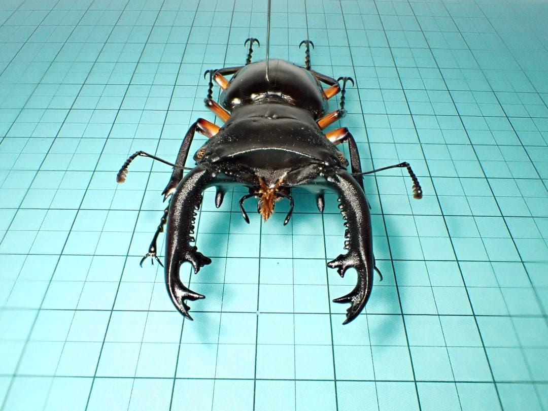 【標本】インペリアリスツヤクワガタ　パラワン島産　69.1ミリ　野外品