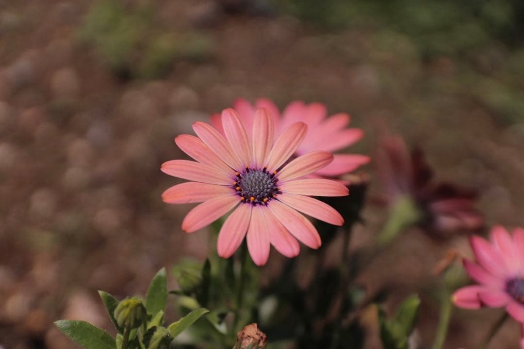 SIGMA 17-50mm F2.8 EX DC OS HSM キヤノン用