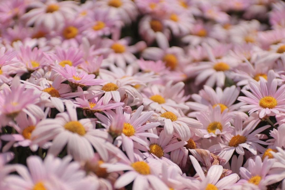 SIGMA 17-50mm F2.8 EX DC OS HSM キヤノン用