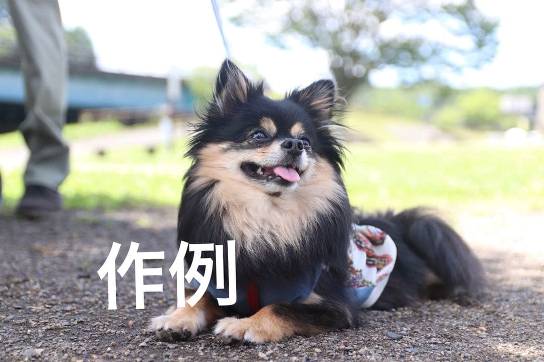 SIGMA 17-50mm F2.8 EX DC OS HSM キヤノン用