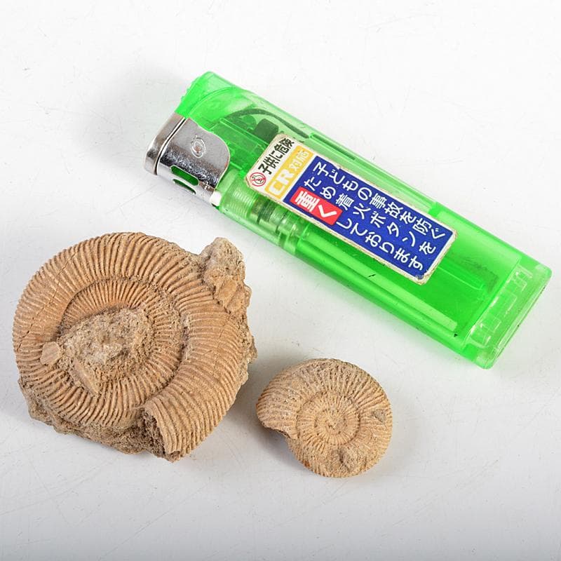 アンモナイ化石　北海道　立札付　2点まとめて　C　R5972