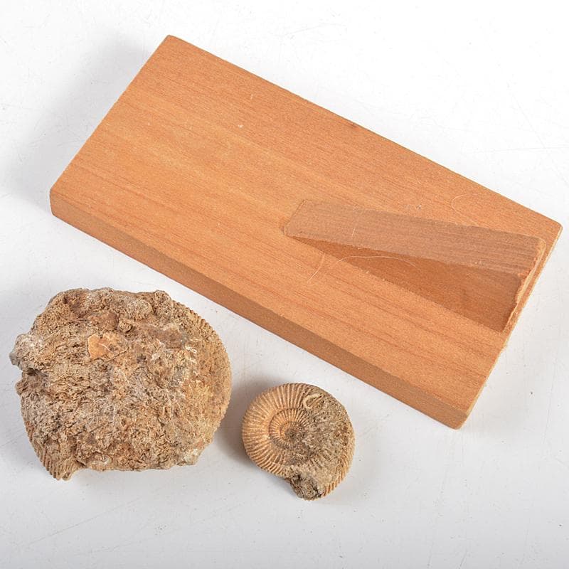 アンモナイ化石　北海道　立札付　2点まとめて　C　R5972