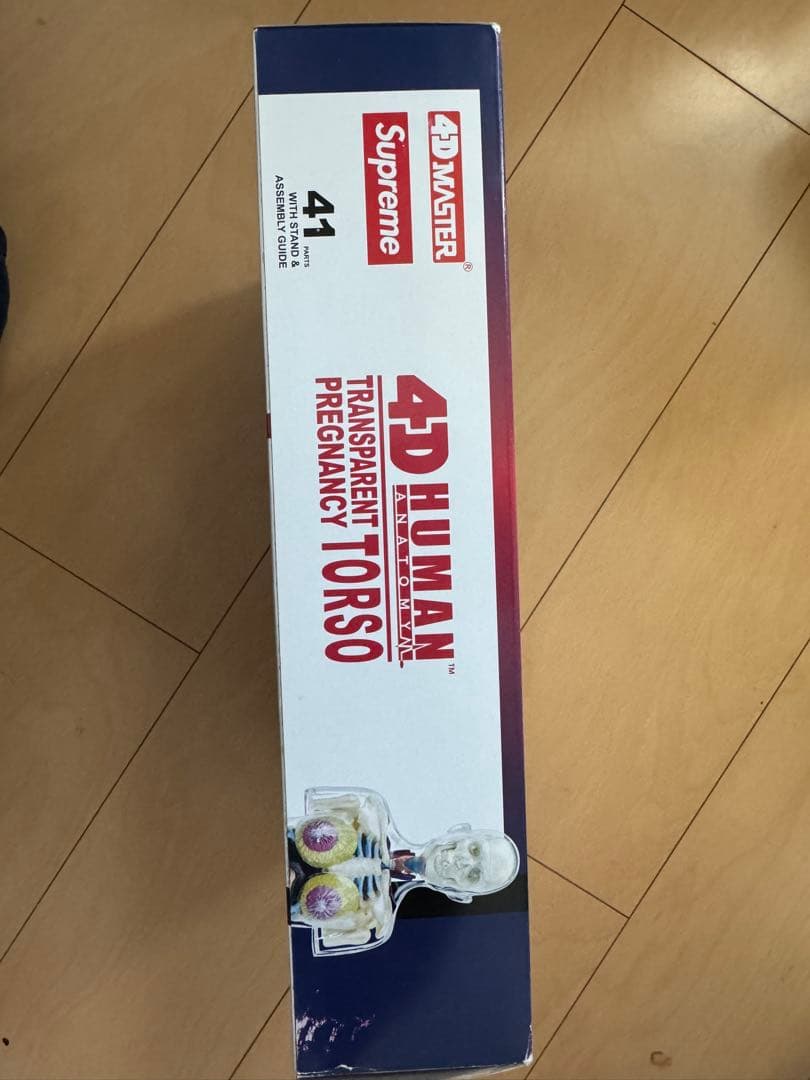 SUPREME 18AW Female Anatomy Model 人体模型