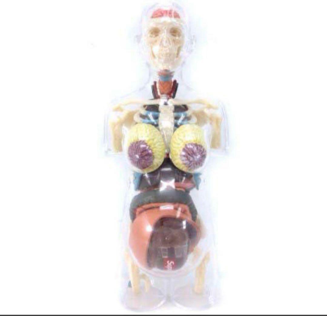 SUPREME 18AW Female Anatomy Model 人体模型