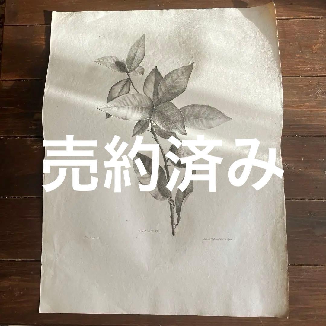 1827年フランスアンティークリトグラフ　フランスアンティーク版画　植物画　大判
