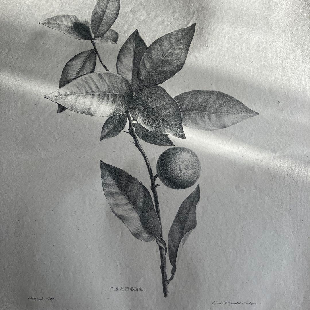 1827年フランスアンティークリトグラフ　フランスアンティーク版画　植物画　大判