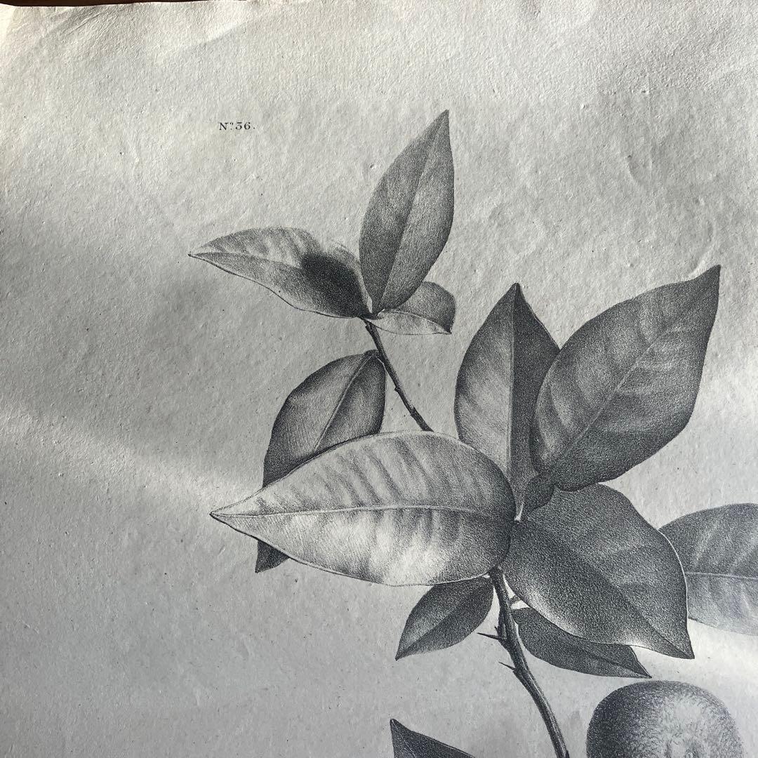 1827年フランスアンティークリトグラフ　フランスアンティーク版画　植物画　大判