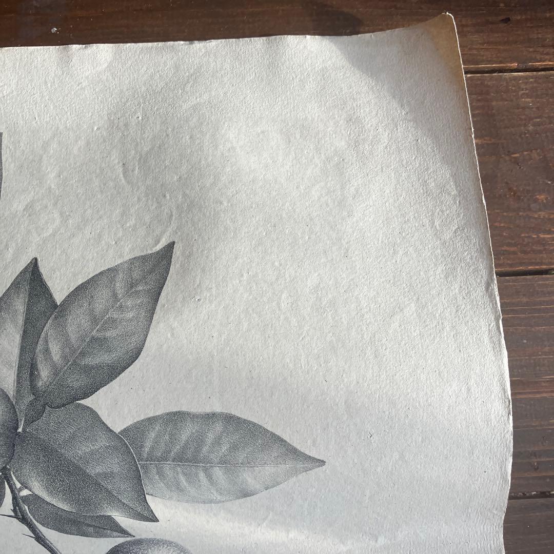 1827年フランスアンティークリトグラフ　フランスアンティーク版画　植物画　大判