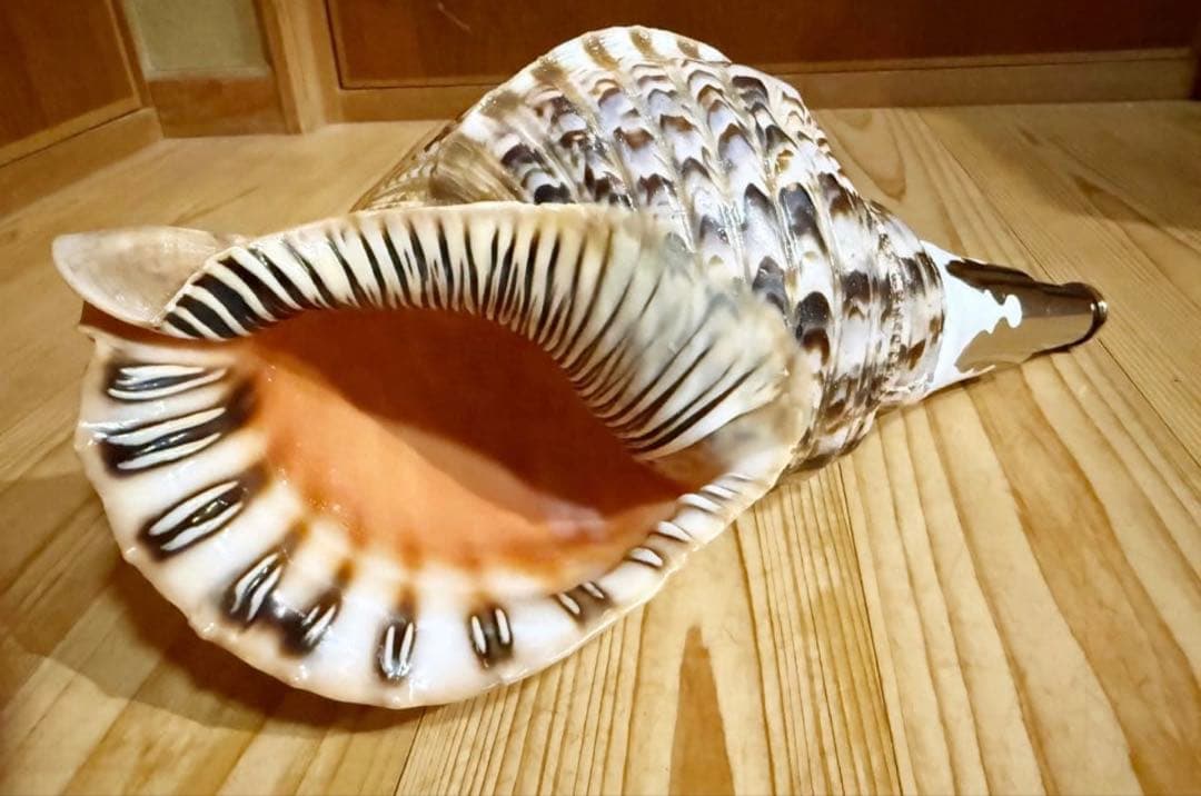 修験道法螺貝　山伏　密教　魔除け　熊よけ❣️ほら貝　ホラガイ