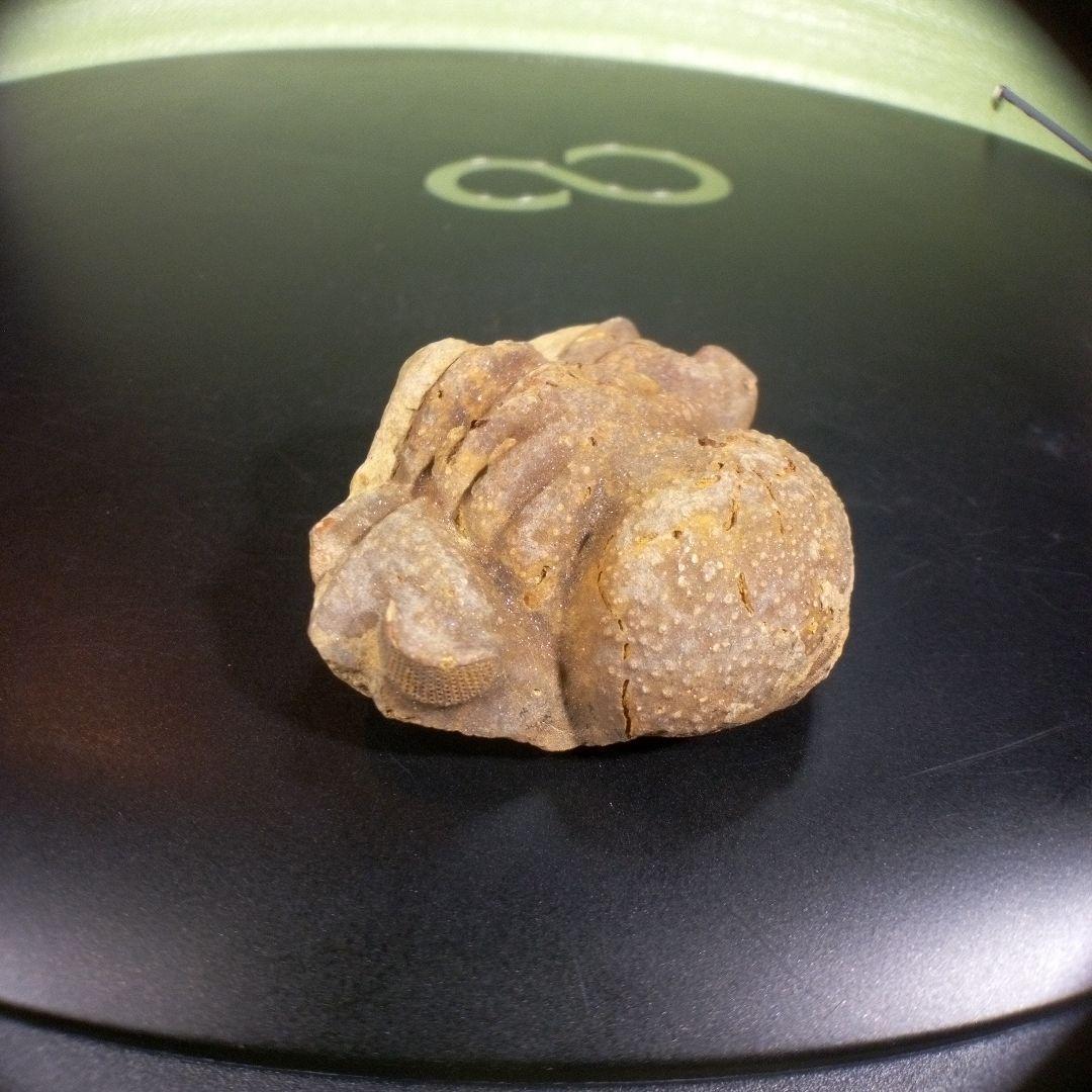 三葉虫　化石　fossil　ボリビア産　trilobite　ボリビア三葉虫郡⑤