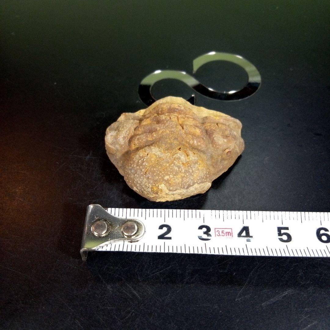 三葉虫　化石　fossil　ボリビア産　trilobite　ボリビア三葉虫郡⑤