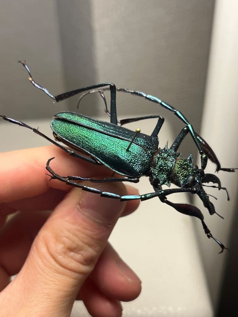 【極美青緑】ルリオニカミキリ ムラサキオニノコギリカミキリ　昆虫標本