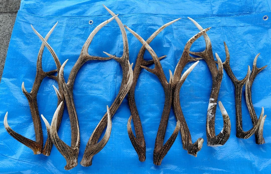 蝦夷鹿の角１０本セット！！ ワンちゃんのおやつや工芸用の材料として！