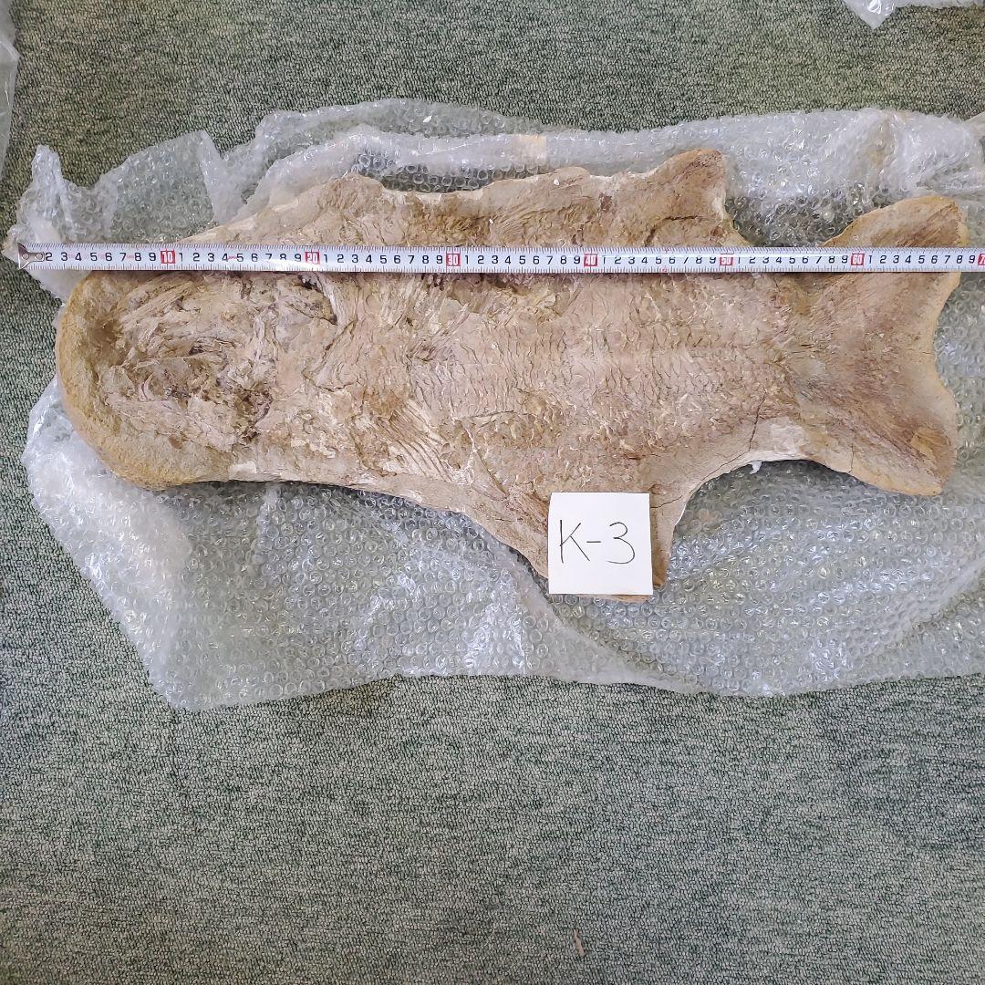 魚の化石 K-3