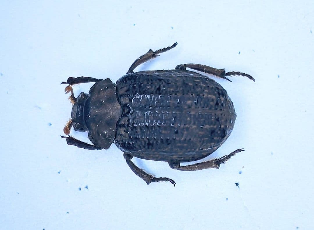 土曜日まで限定セール　昆虫標本　コガネムシ