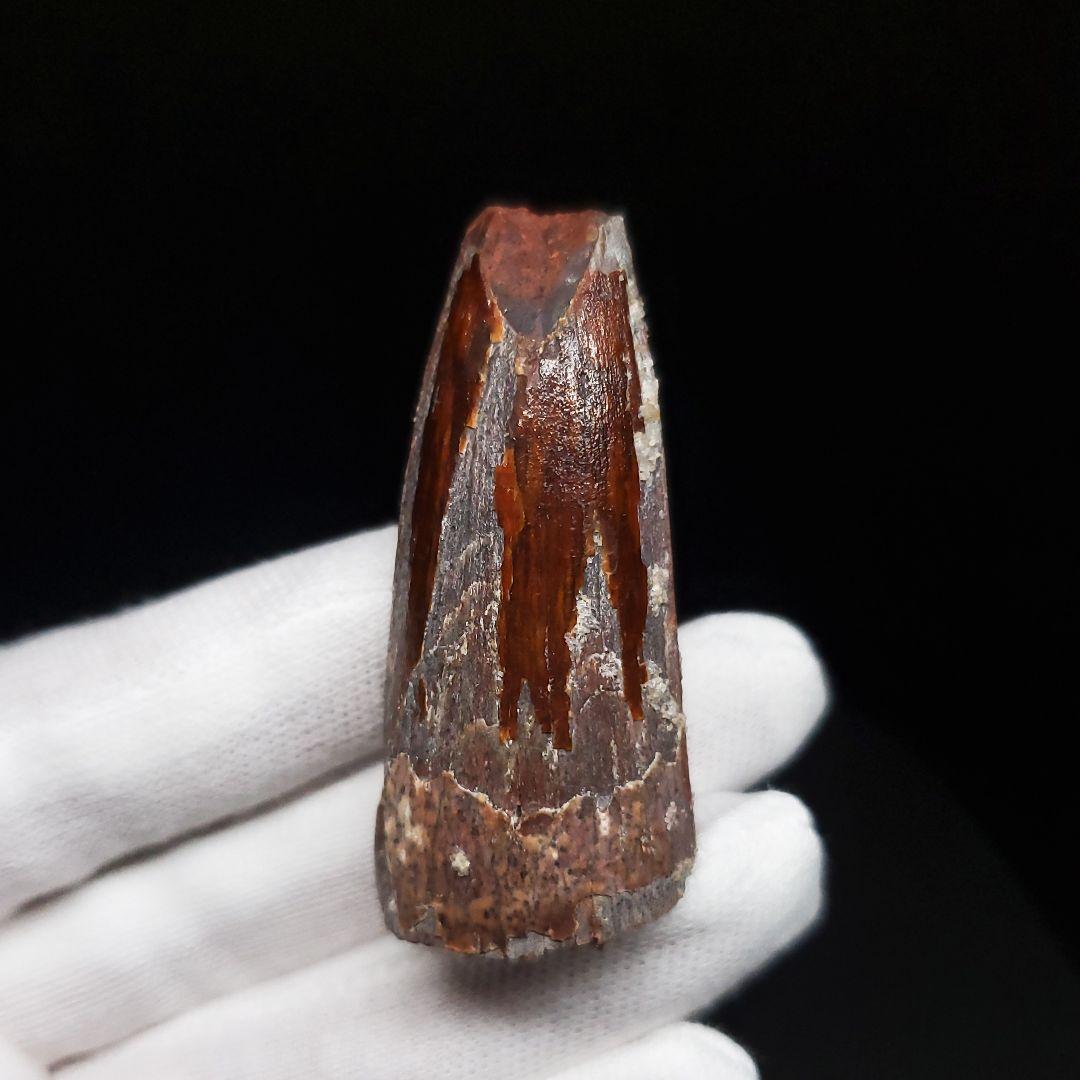 スピノサウルス 本物 モロッコ産 46.23mm sp469