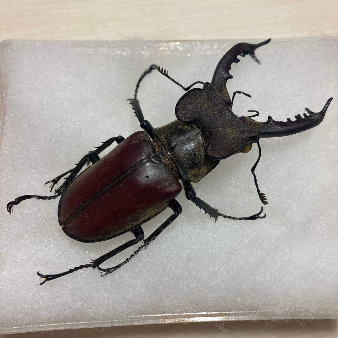 タカサゴミヤマクワガタ ♂ 標本
