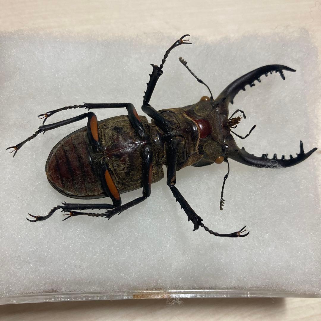 タカサゴミヤマクワガタ ♂ 標本