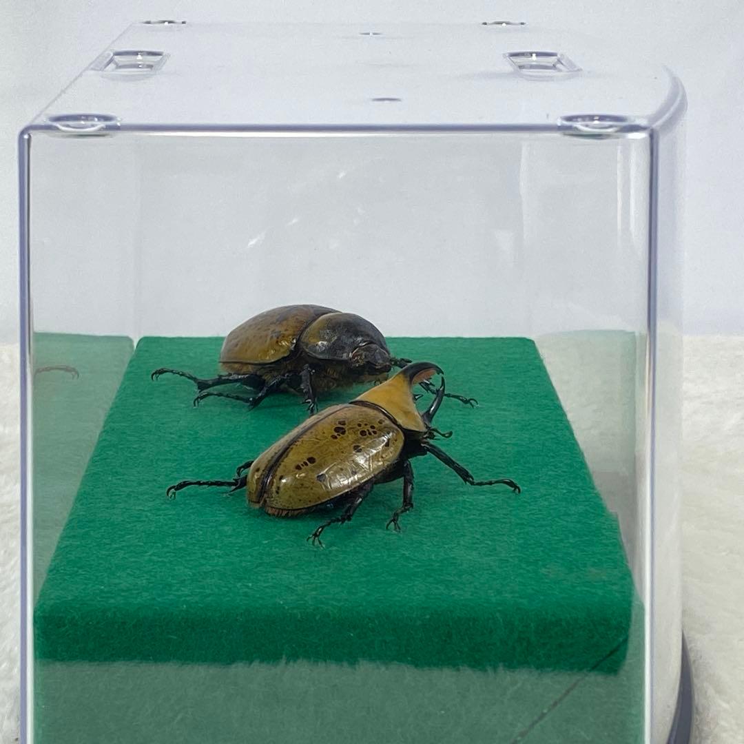 【ペア】ヒルスシロカブトのオブジェ（標本）