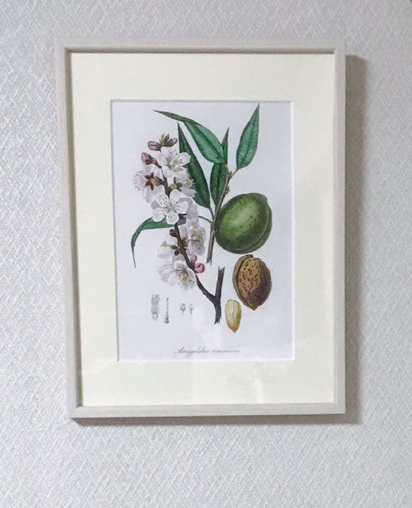 ★イギリス　ボタニカルアート　①