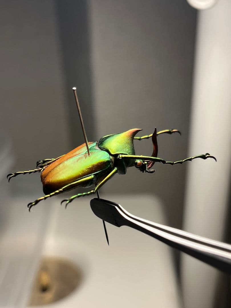 【30mm】ロドリゲスカブトハナムグリ コガネムシ プラチナコガネ カナブン