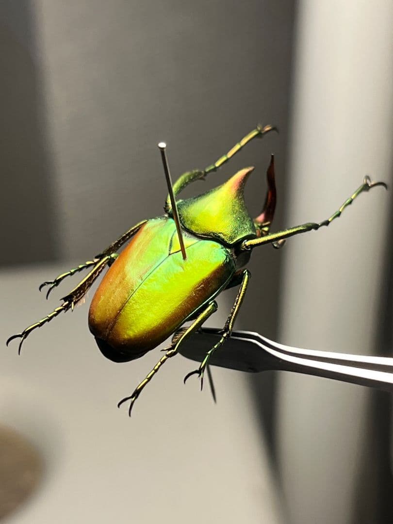 【30mm】ロドリゲスカブトハナムグリ コガネムシ プラチナコガネ カナブン