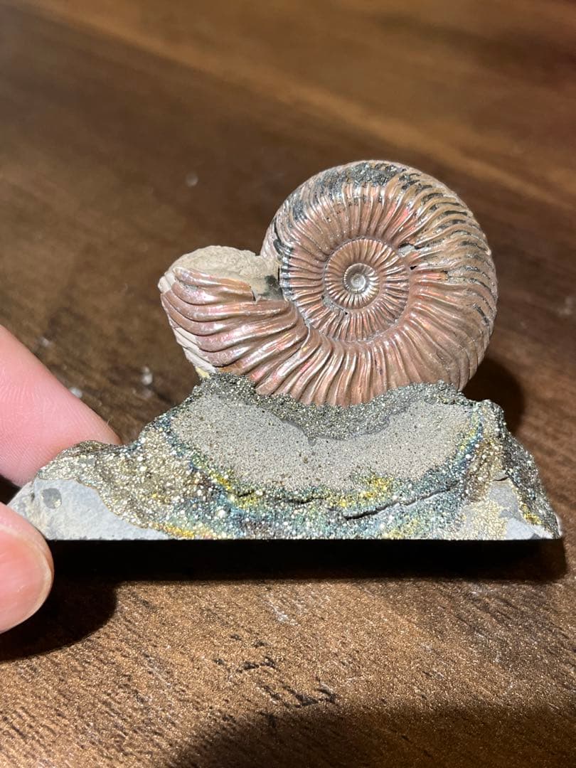 黄鉄鉱化アンモナイト　ロシア