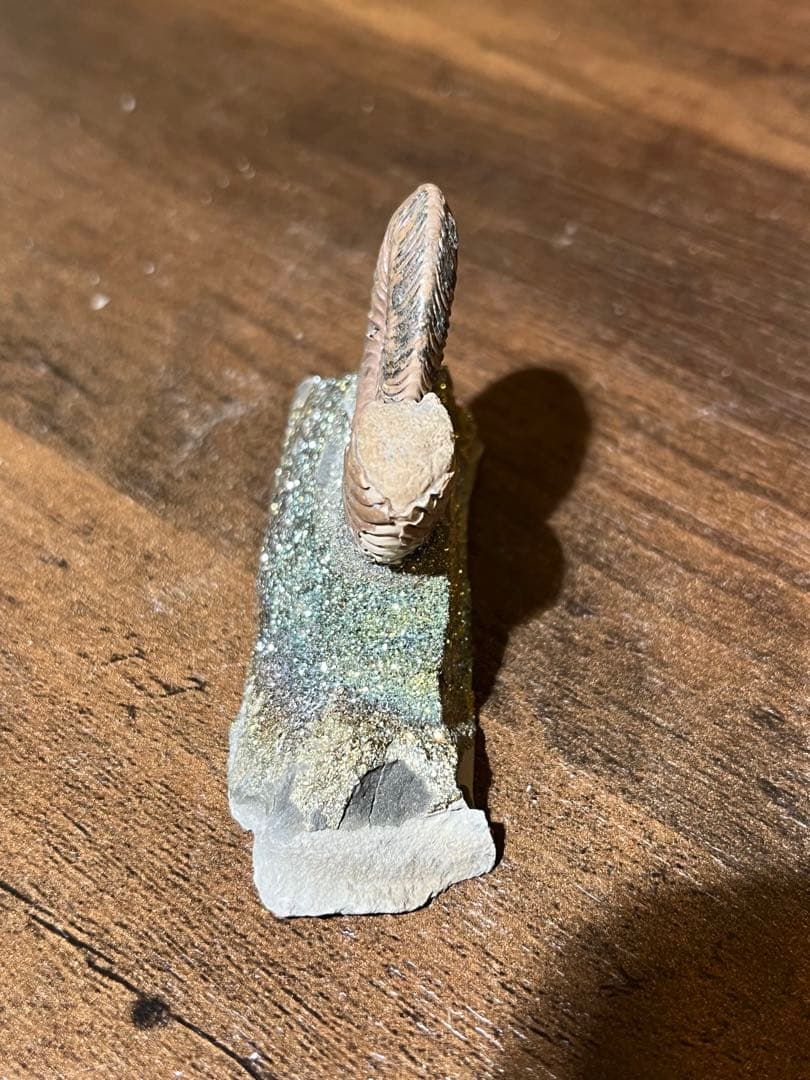 黄鉄鉱化アンモナイト　ロシア